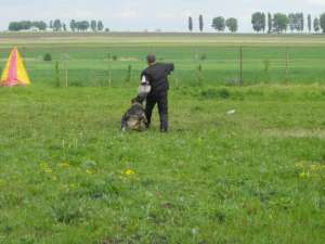 servicii canine