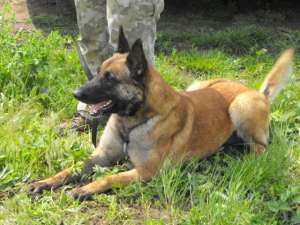 servicii canine