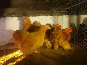 Vind oua incubatie gaini de rasa