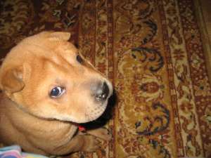 Vand caine shar-pei dragalas si cuminte