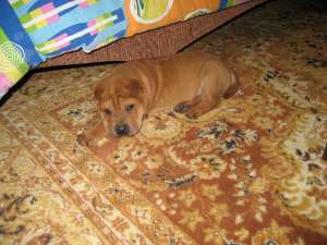 Vand caine shar-pei dragalas si cuminte