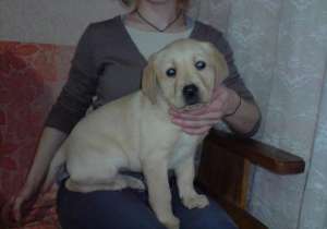 pui labrador cadou