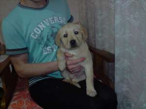 pui labrador cadou