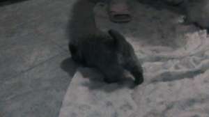 Vand pui Chow-Chow