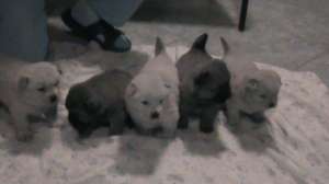 Vand pui Chow-Chow