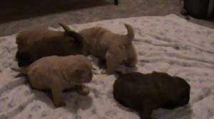 Vand pui Chow-Chow