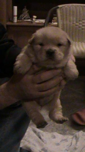Vand pui Chow-Chow