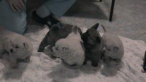 Vand pui Chow-Chow