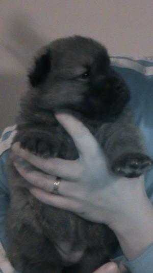 Vand pui Chow-Chow