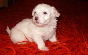 vand bichon