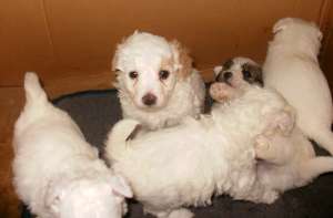 vand bichon