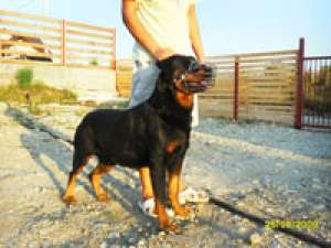 Vand rottweiler