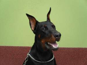 mascul dobermann pentru monta