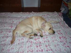 labrador