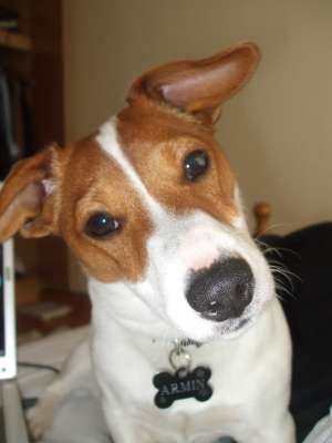 caut femela Jack Russel Terier pt imperechere