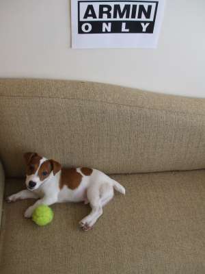 caut femela Jack Russel Terier pt imperechere