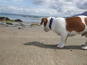 caut femela Jack Russel Terier pt imperechere