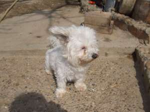 ofer mascul bichon pt monta