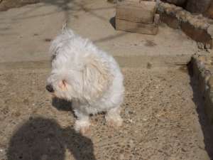 ofer mascul bichon pt monta