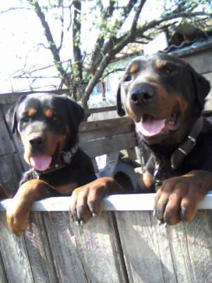 vand rottweiler adult