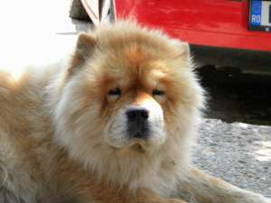 ofer spre monta chow-chow