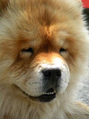 ofer spre monta chow-chow