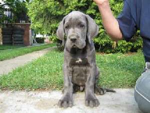 Vand cateii dog german rasa pura.