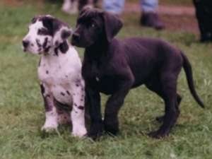 Vand cateii dog german rasa pura.