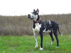 Vand cateii dog german rasa pura.