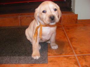 Vand pui labrador