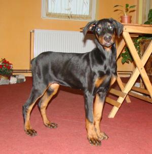 Vand doberman