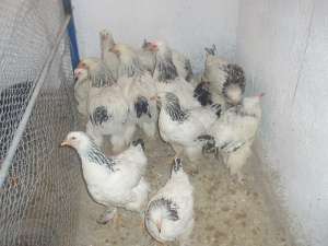Vind oua incubatie gaini de rasa