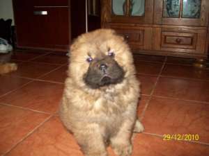 Vand pui Chow Chow