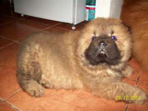 Vand pui Chow Chow