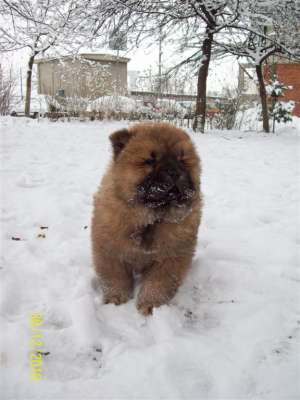 Vand pui Chow Chow