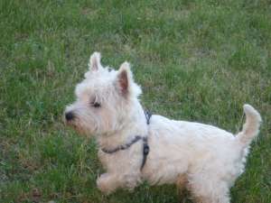 Caut femela rasa westie pt imperechere