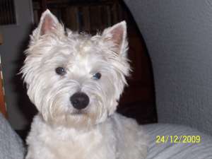 Caut femela rasa westie pt imperechere