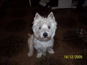 Caut femela rasa westie pt imperechere