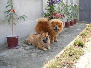 chow chow pui de vanzare