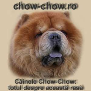 chow chow pui de vanzare