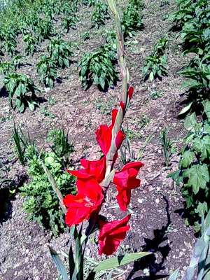 bulbi de gladiole