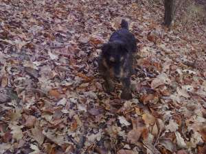 Jagd terrier de vanzare