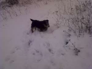 Jagd terrier de vanzare