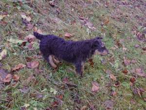 Jagd terrier de vanzare