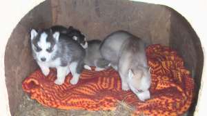 Vand catei husky