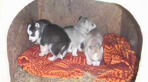 Vand catei husky