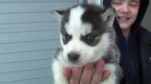 Vand catei husky
