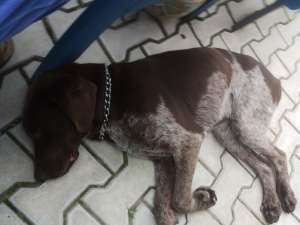pierdut brac german par scurt
