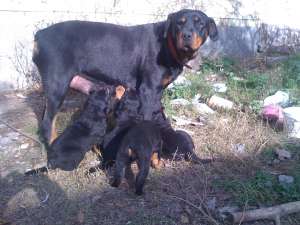 vand pui rottweiler