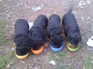 vand pui rottweiler